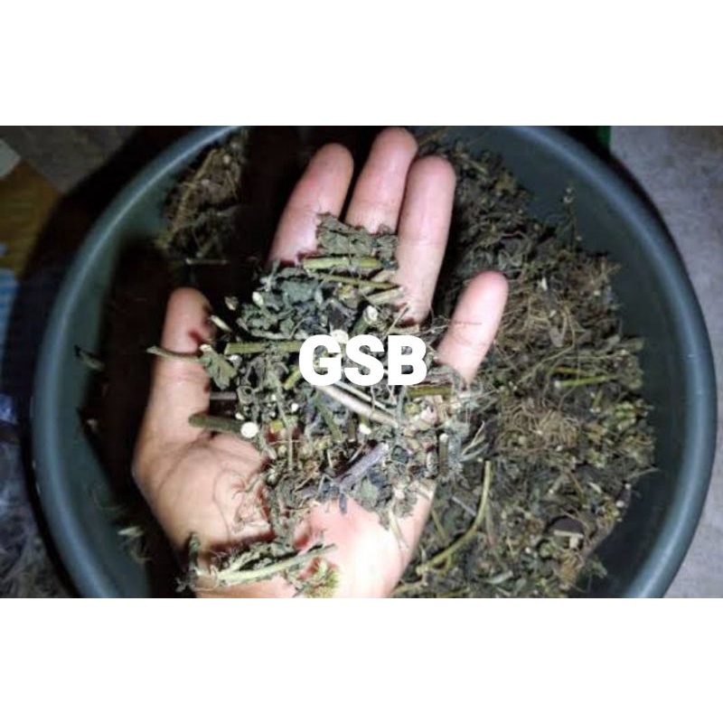 

Daun bandotan kering / bandotan kering 250 gram
