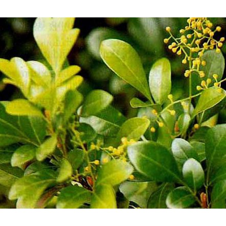 Ju@L Tanaman Bibit Daun Pacar Cina / Kemuning Cina / Culan