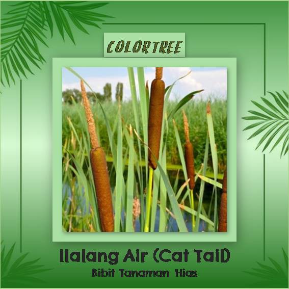 Bibit Tanaman Hias Ilalang Air (Cat Tail) 2pcs