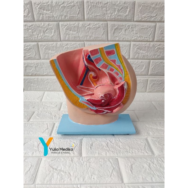 Phantom Manikin Reproduksi wanita