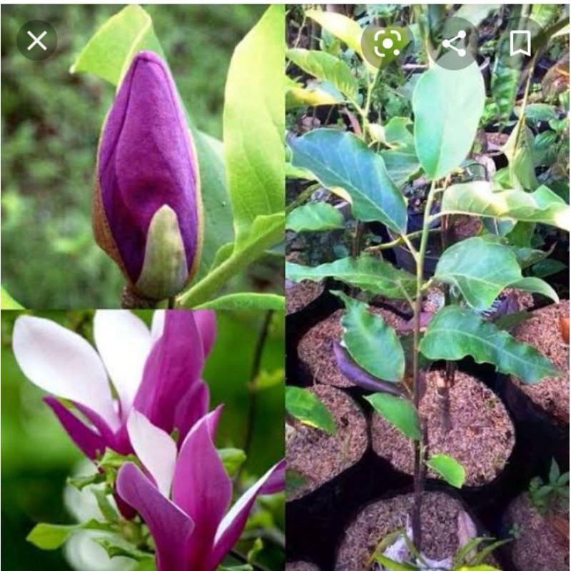 bibit bunga kantil ungu