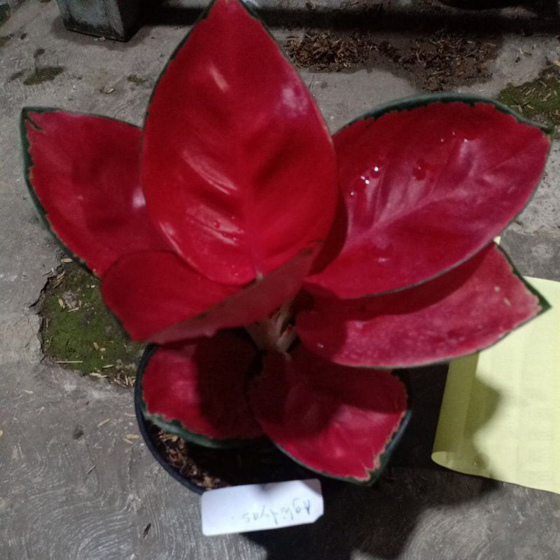 Aglonema suksom compacta