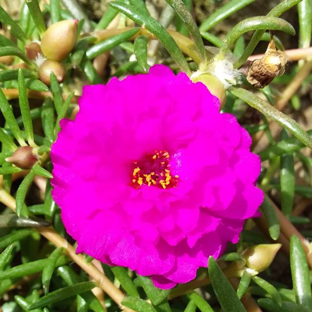 robia_01