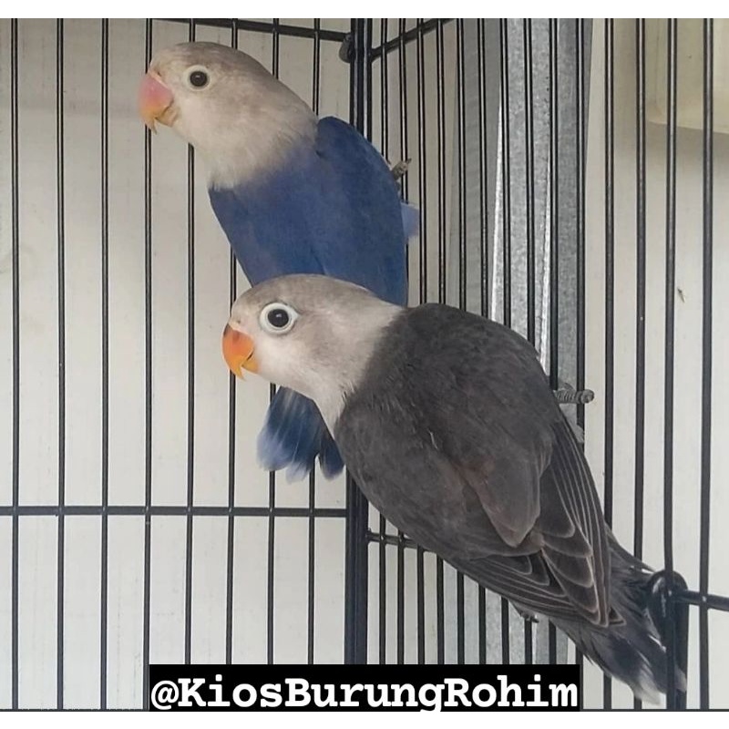 burung lovebird sepasang batman x mangsi