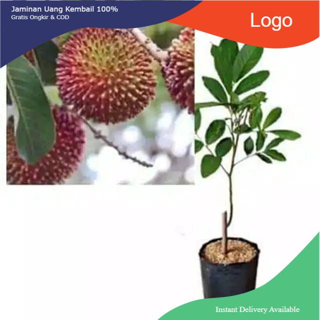 Bibit rambutan rapiah okulasi