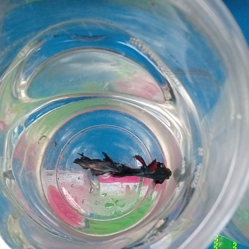 IkanCupangHiasHalfmoon