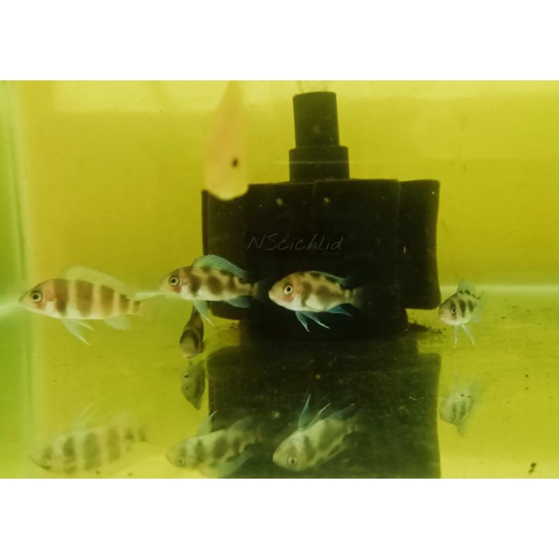 Frontosa Black Widow 5cm