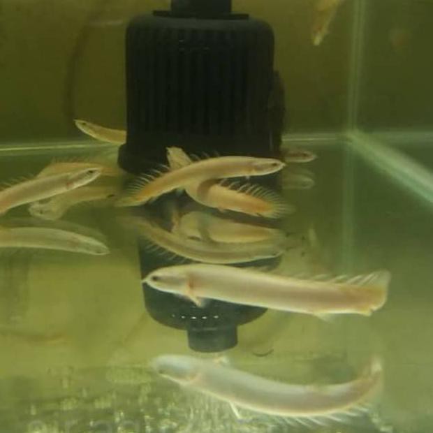 Terbaru Ikan Hias Palmas Sanagalus 10Cm