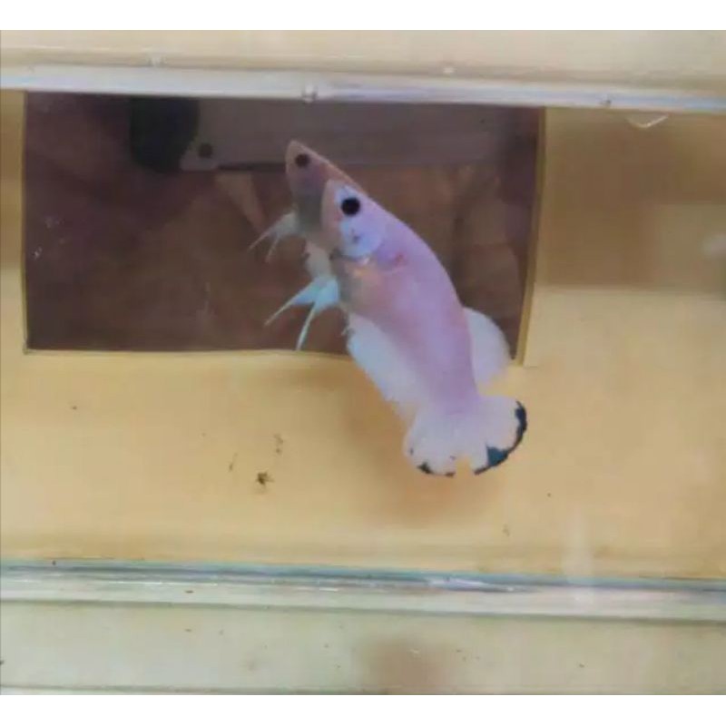 IKAN CUPANG BLUE RIM BETINA BAHAN