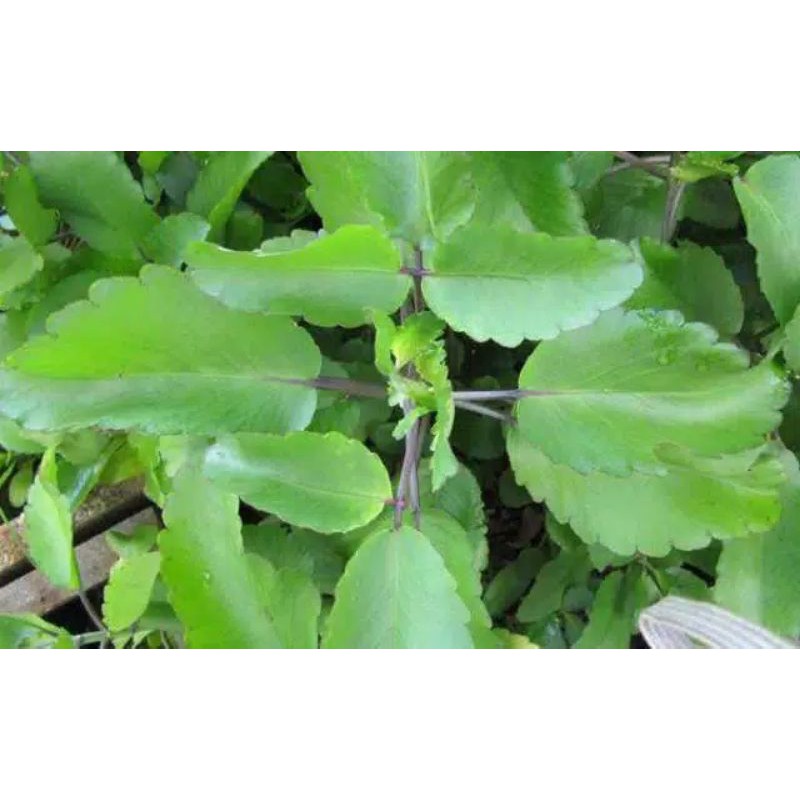 

250 gr Daun Cocor bebek/buntiris fresh