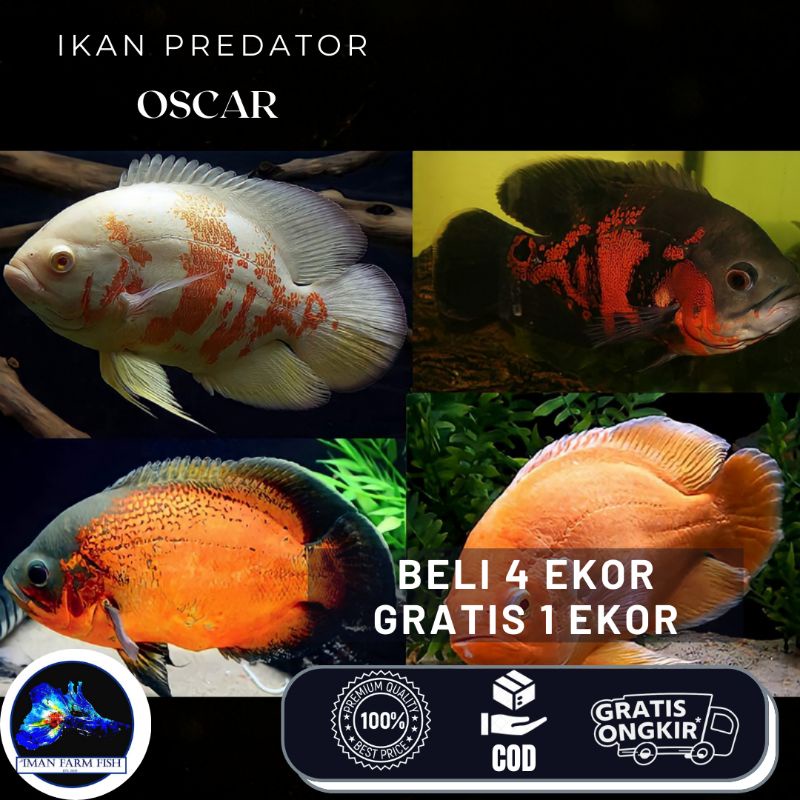 Oscar Albino Tiger , Hitam Batik dan Hitam Paris