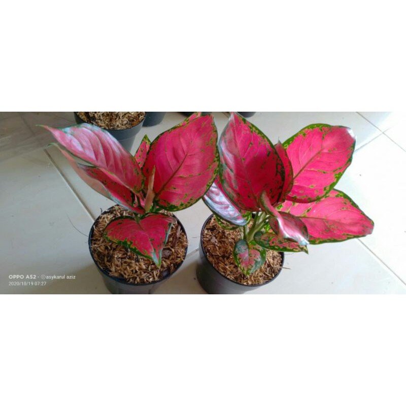 tanaman hias aglonema pink katrina