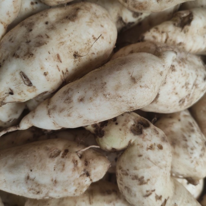 

ubi putih pasar online makassar