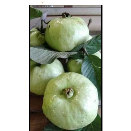 

jambu kristal + bumbu