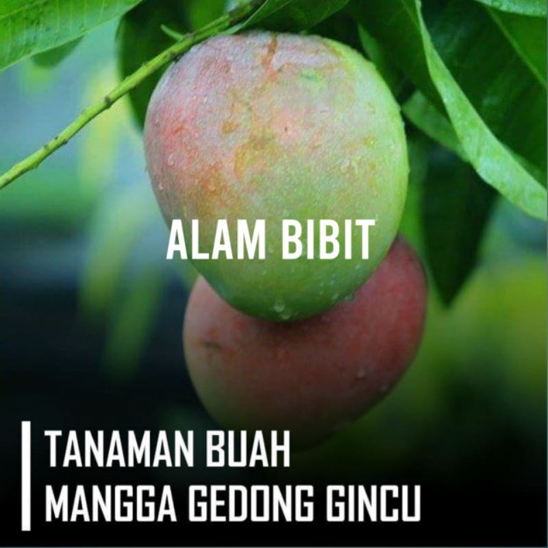 BIBIT MANGGA GEDONG GINCU MANIS