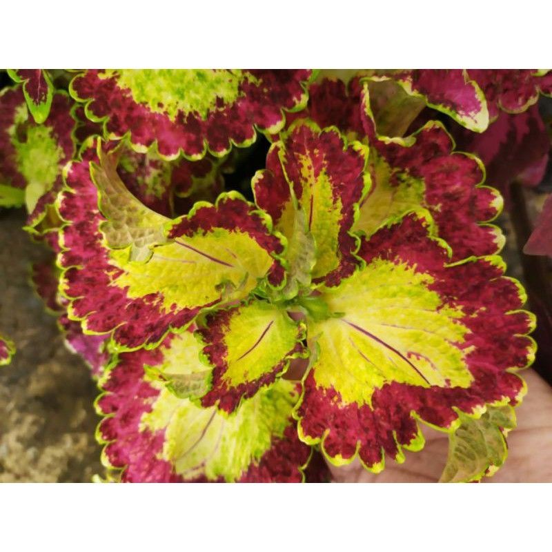 tanaman hias miana premium Arjuna