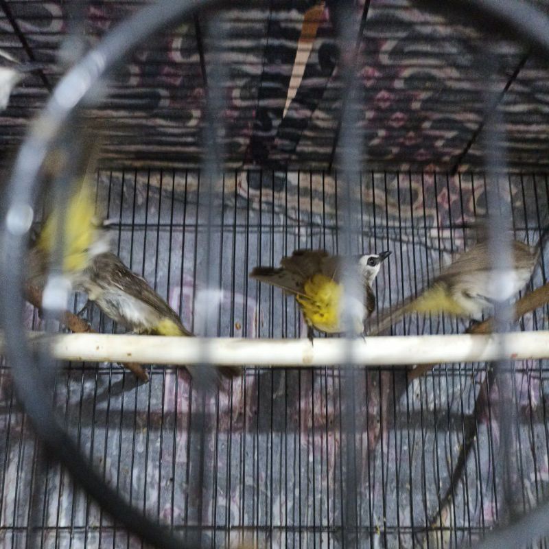 Burung trucuk kebo super big bahan pilihan