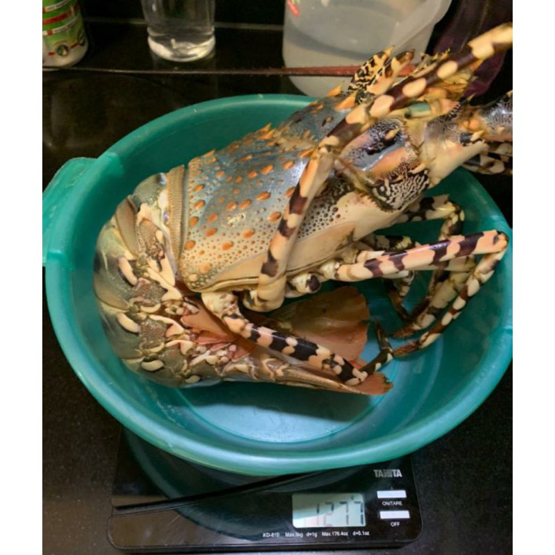 lobster mutiara Hidup 3,4 kg up