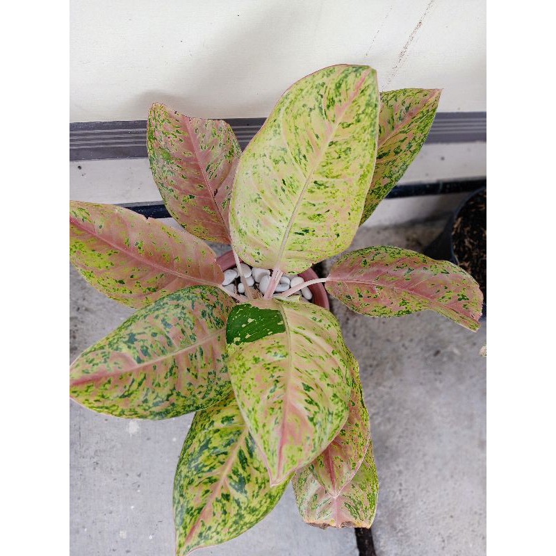 Aglonema Lulaiwan jumbo