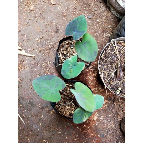 paket 2 colocasia black marble