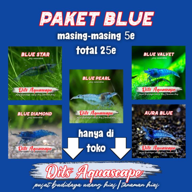 Paket udang hias Blue aquascape aquarium