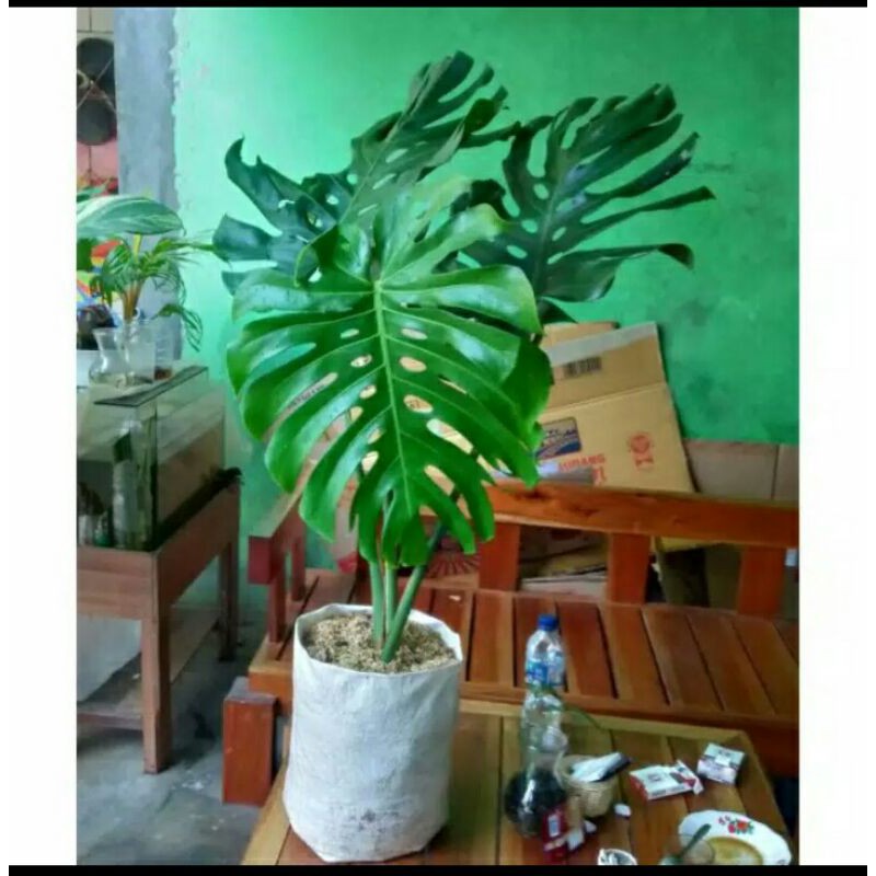 Monstera king Tanaman hias Monstera king