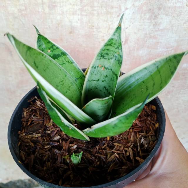 Tanaman sansivera mini silver