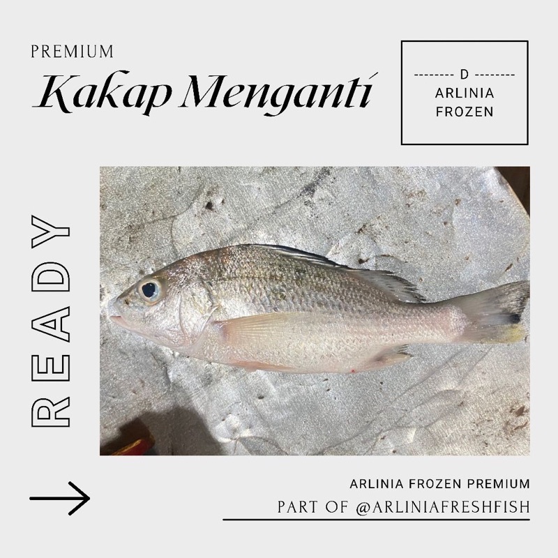 

KAKAP PUTIH / KAKAP MENGANTI 500gr