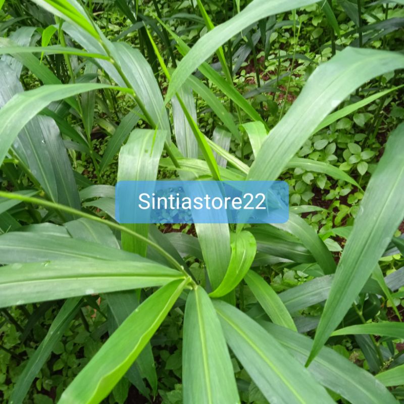 

Daun jahe segar petik langsung 300 gram