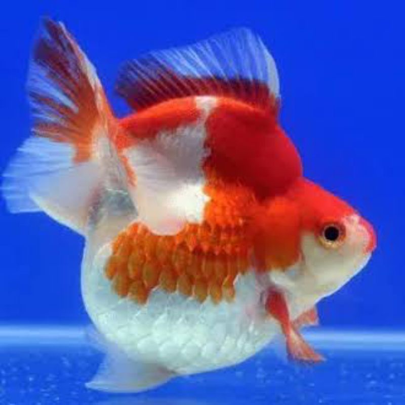 IKAN KOKI RIUKIN SIZE L+