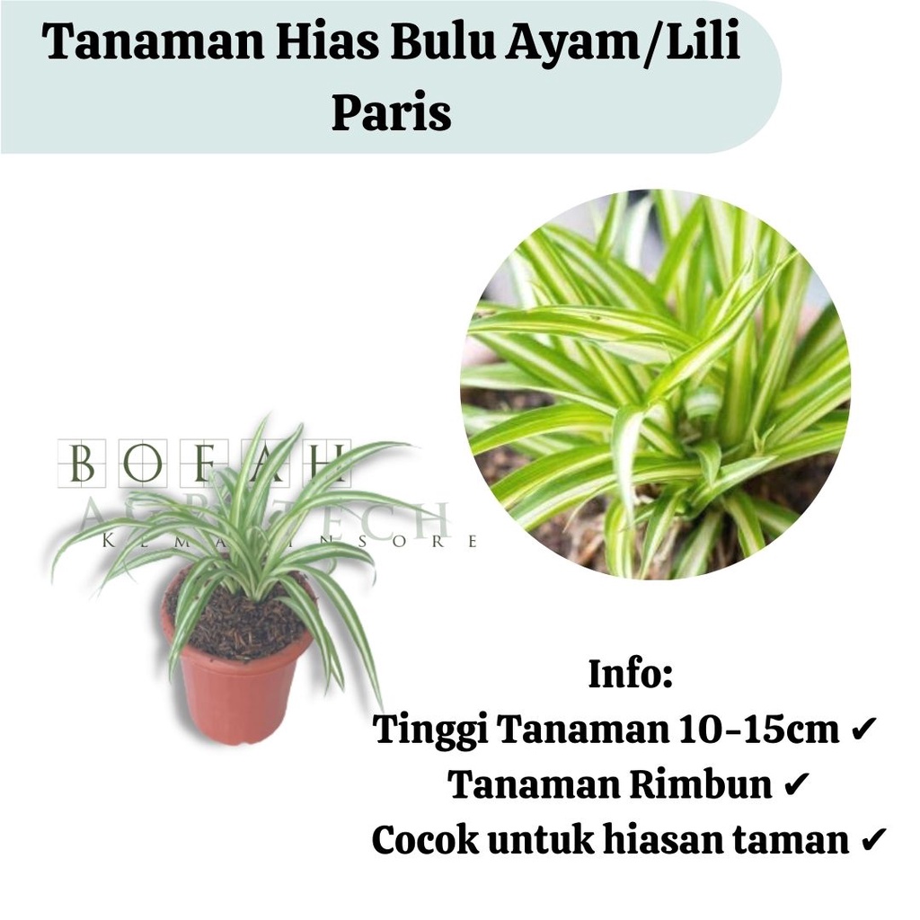 Bibit Tanaman Hias Bulu Ayam/Lili Paris/ Spider Plant