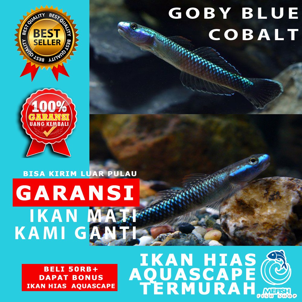 Ikan hias murah aquascape aquarium air tawar laut - MEFISH_ID - GOBY BLUE COBALT