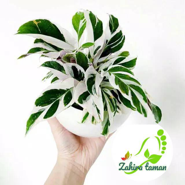  Tanaman  hias meranti tisu varigata  Tanaman  hias calathea  