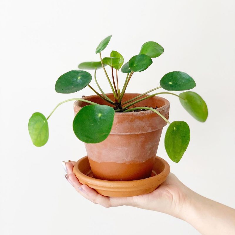 Tanaman bunga pilea peperomioides / pilea coin