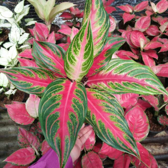 Aglaonema red sunset sedang