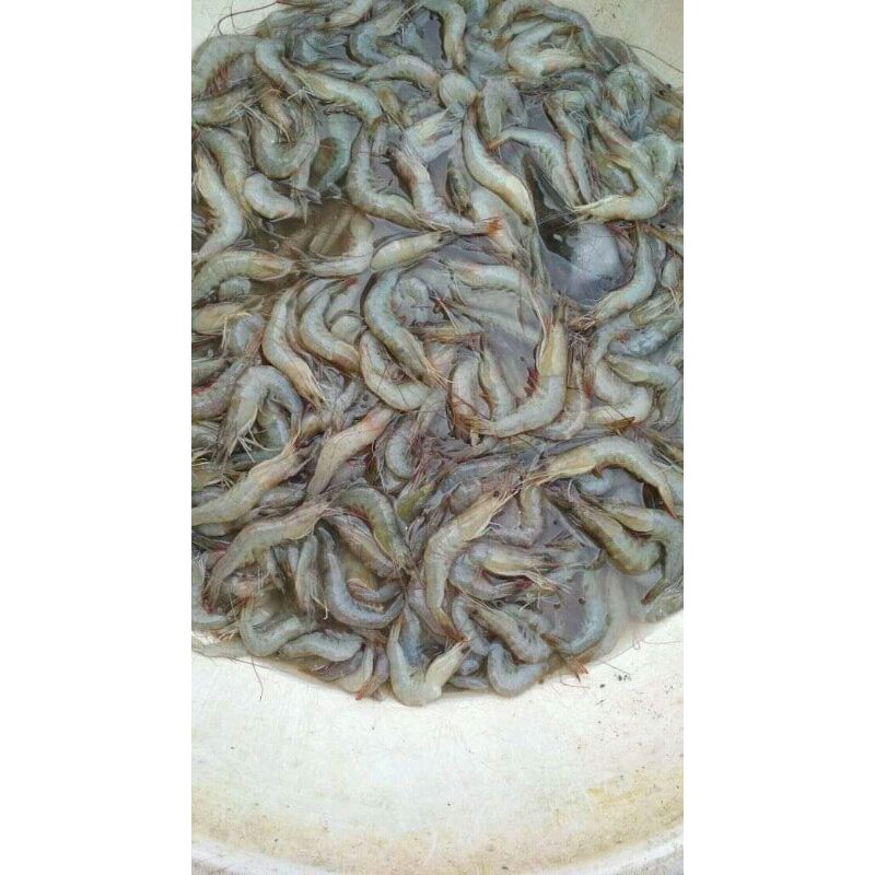 

UDANG API API