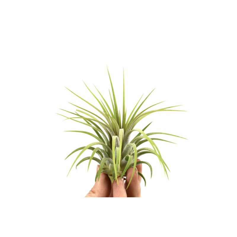 Tilandsia Utriculata