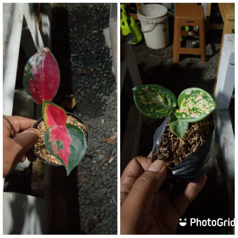 paket aglonema bibit