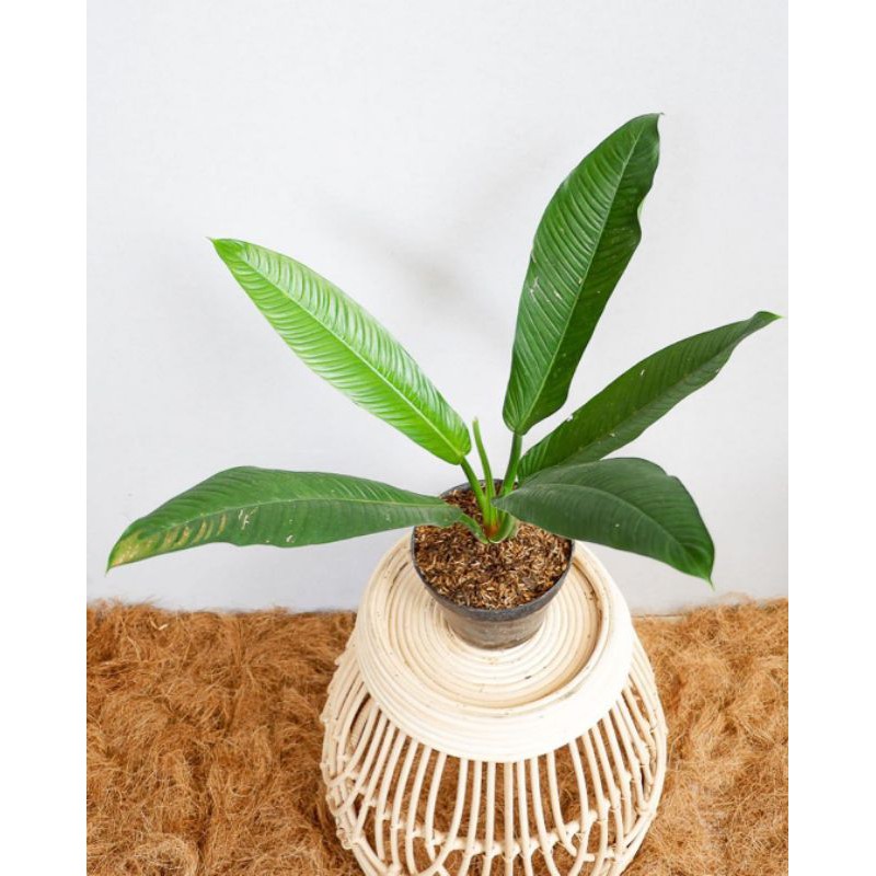 Tanaman hias philodendron lynette philo linet tanaman indoor -SA