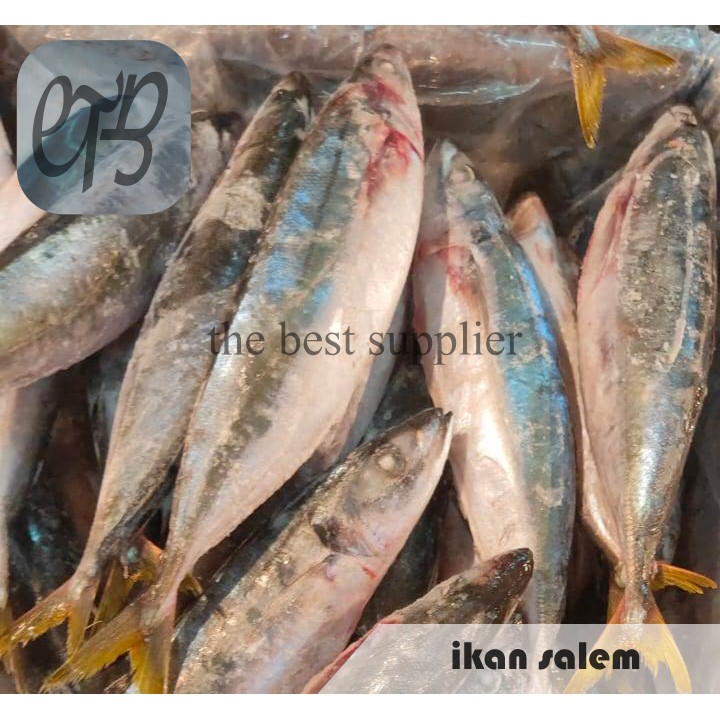 

Ikan Salem Segar