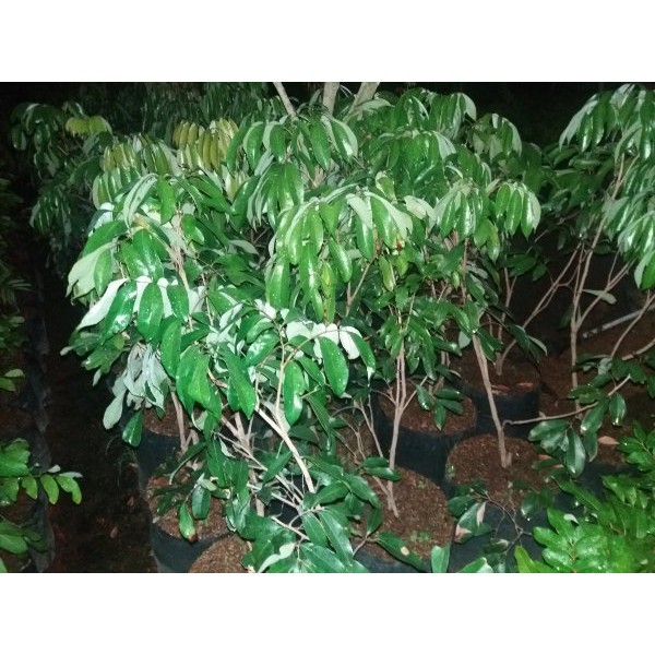 bibit buah leci kom ( siap berbuah )