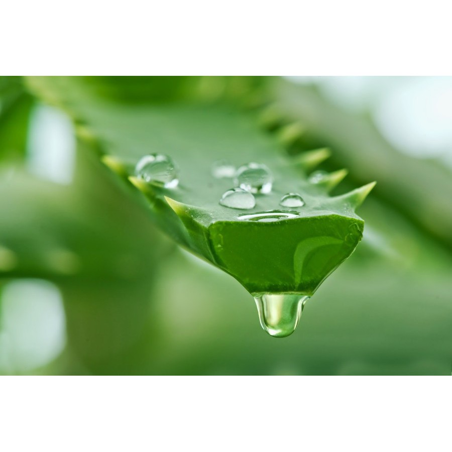 ✨ AKU MURAH ✨[Bio Herbal] Aloevera Soothing Gel / Original 100% dan BPOM