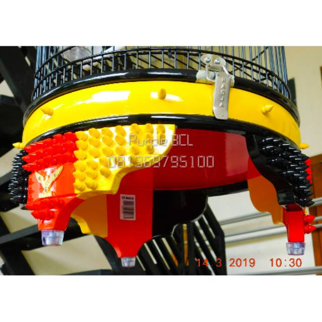 Tebok Radja Spike Belgium