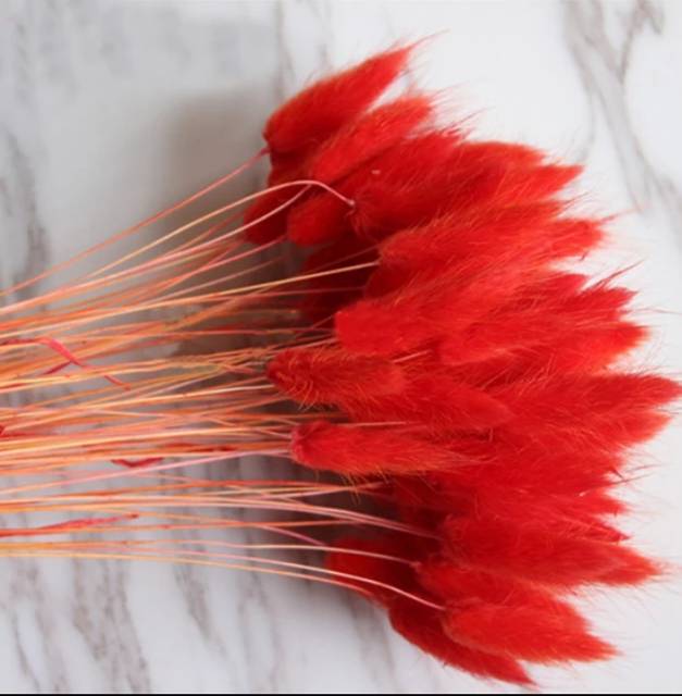 (5-10 pcs) Bunny Tail / Lagurus Dried Flowers