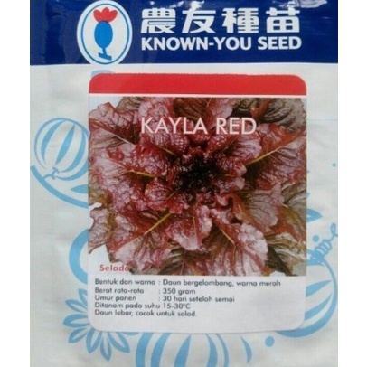 SELADA MERAH KAYLA RED 20 GRAM PACK BESAR bibit benih biji red lettuce lebar f1 hibrida known you seed