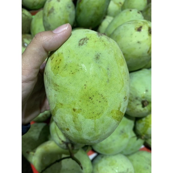 

Mangga Cengkir