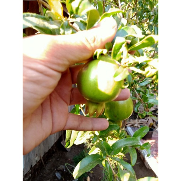

Promil Buah Delima Muda, kecil/pencit