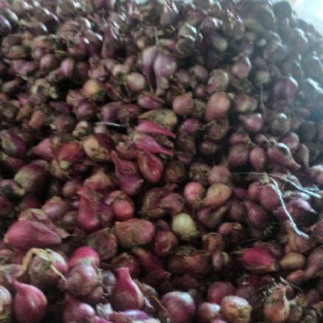 

bawang merah asli brebes ukuran kecil/sedang