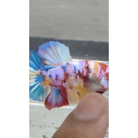 Yellow base multicolour