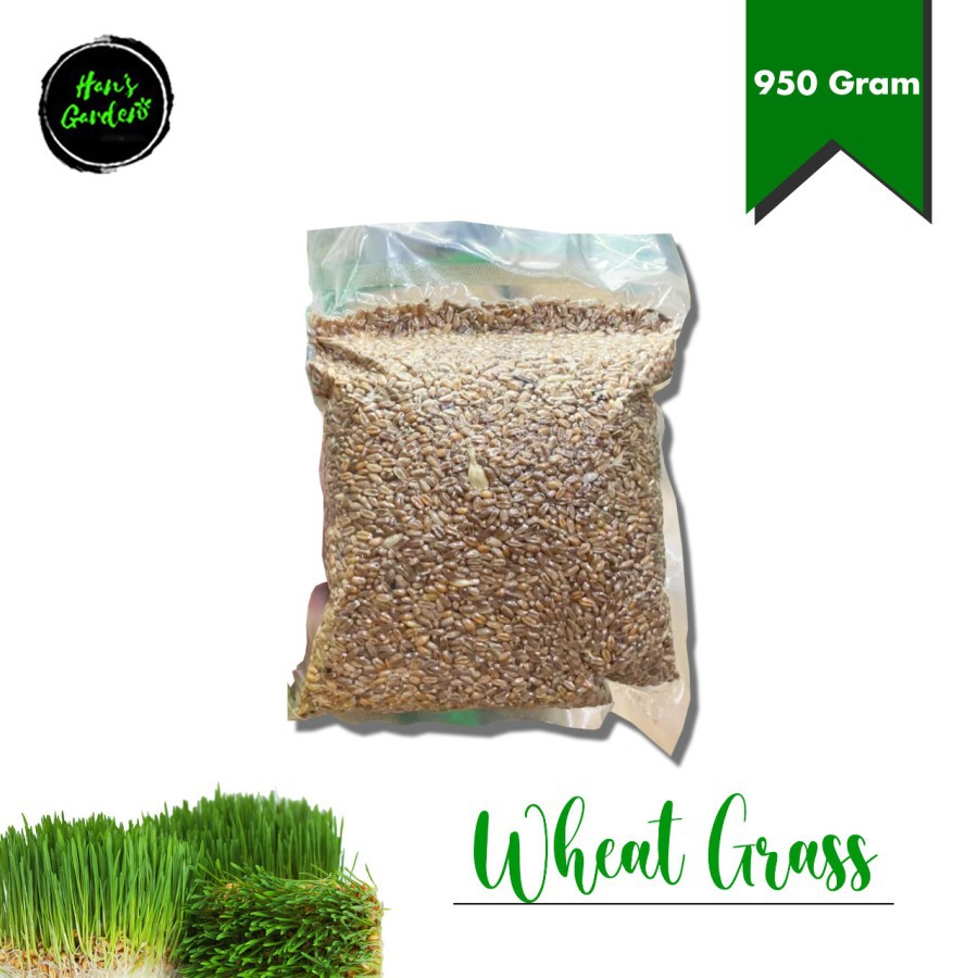 Benih wheat grass gandum makanan cat grass kucing 1 kg